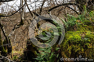 City resort with mineral water springs Borjomi Stock Photo