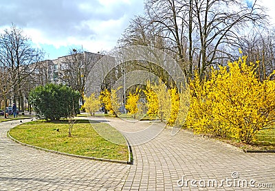 City square with flowering bushes of Forsythia european. Kaliningrad Stock Photo