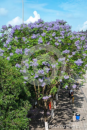 City street and Purple jacaranda tree blooming in Sping sunny day Editorial Stock Photo