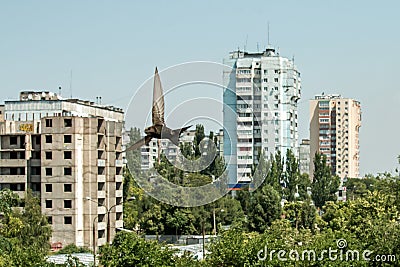 City swift bird Stock Photo