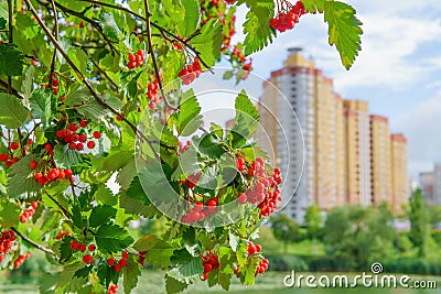 City view through a rowan tree branch Stock Photo