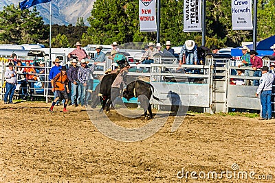 Cowboy Tames the Black Bull Editorial Stock Photo