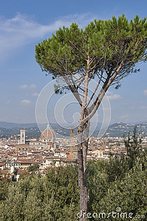 Cityscape of Florence, Italy with Duomo Cathedral and parasol pine Stock Photo