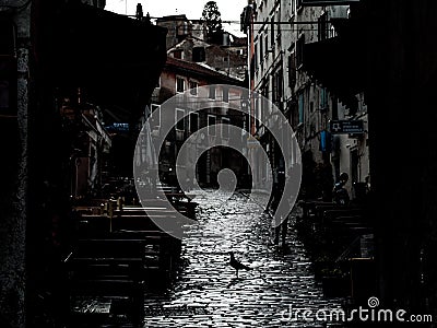 Cityscape from Rovinj, Croatia, with the shilouette of a seagull and a woman, moody image Editorial Stock Photo