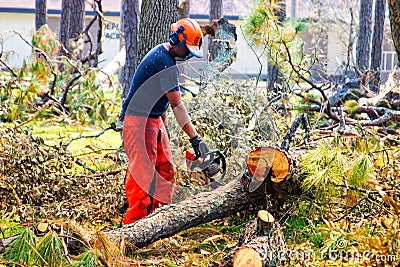 Civil Engineer saws branch felled by Hurricane Katrina Editorial Stock Photo