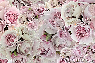 ckground with peonies. Pattern with flowers. Special backdrop. Love in May. Stock Photo