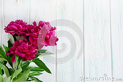 Ckground with peonies. Pink and burgundy peonies on a white wooden background with space for copywriting. Frame for text with Stock Photo