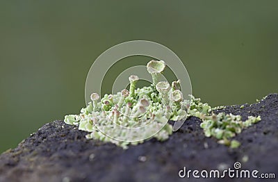 Cladonia fimbriata or the trumpet cup lichen is a species cup lichen belonging to the family Cladoniaceae Stock Photo