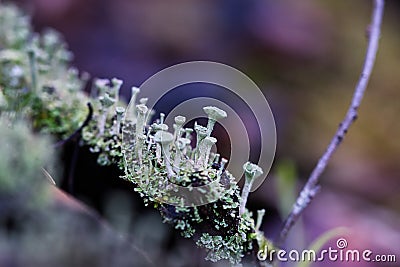 Cladonia fimbriata wild trumpeting pixie lichen fungi macro, Stock Photo