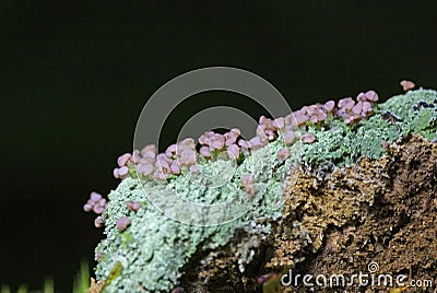 Cladonia peziziformis or the turban cup lichen is a species of cup lichen in the family Cladoniaceae Stock Photo
