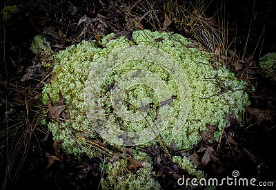 Cladonia subtenuis aka deer moss or lichen, fungus Stock Photo