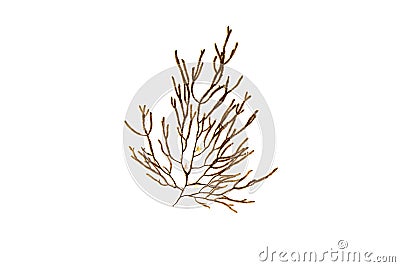 Cladostephus spongiosus or Cladostephus verticillatus brown algae isolated on white Stock Photo