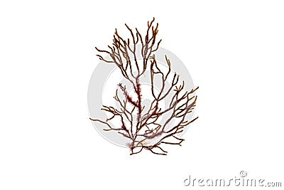Cladostephus spongiosus or Cladostephus verticillatus brown algae isolated on white Stock Photo