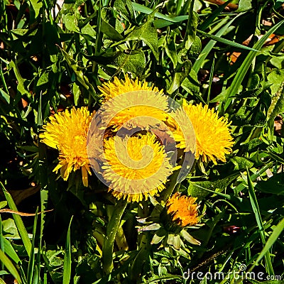 Small colorful flowers Stock Photo