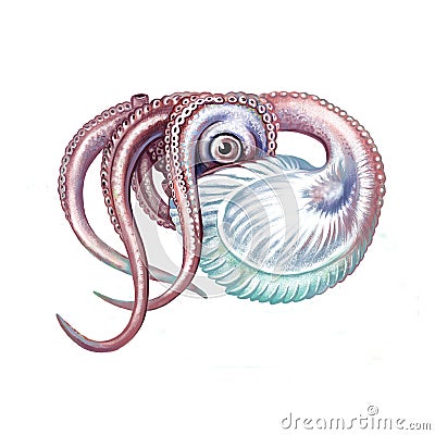 Clam argonauts Argonauta argo Cartoon Illustration