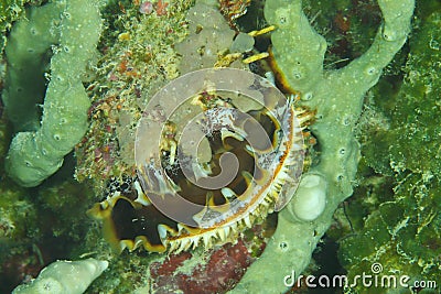 Clam - Spondylus varius Stock Photo