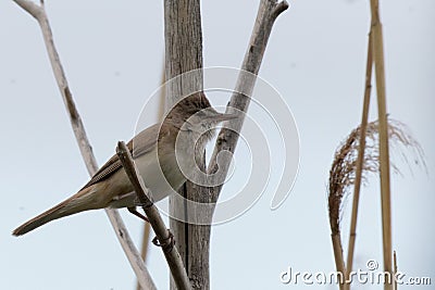 Clamorous reed warbler perched on plant stem Stock Photo