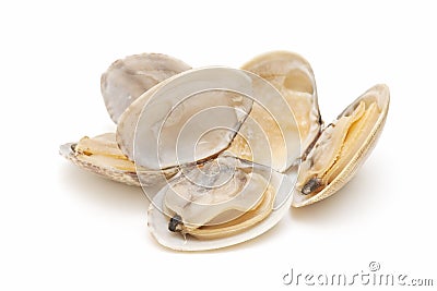 Clams Stock Photo