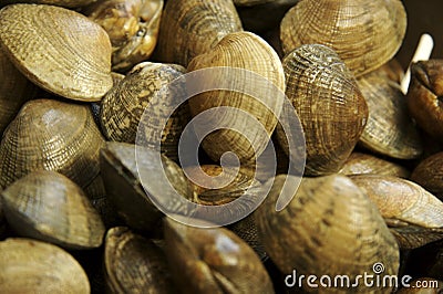 Clams Stock Photo