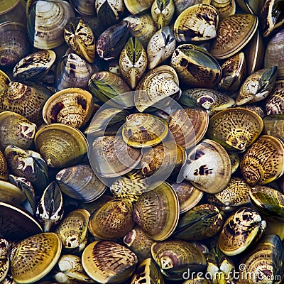 Clams Stock Photo