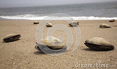 Clams on a beach Stock Photo