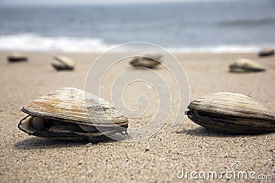 Clams on a beach Stock Photo