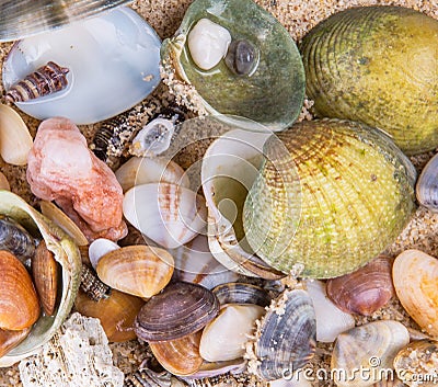 Clams On Beach Sand Background II Stock Photo