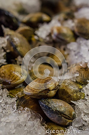 Clams Stock Photo