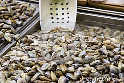 Clams - Class Bivalvia - Mollusks Stock Photo