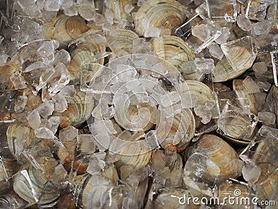 Clams Stock Photo