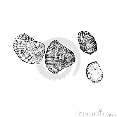 Clams Icon Sketch Stock Photo