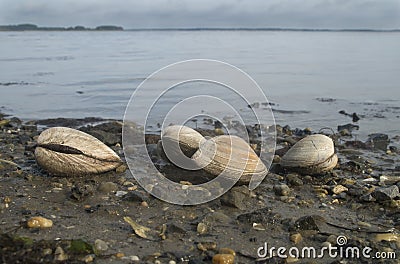 Clams at Low Tide Stock Photo