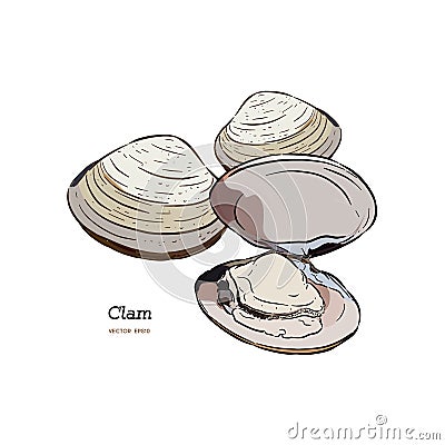 Clams, mussels, seafood, sketch style vector Vector Illustration