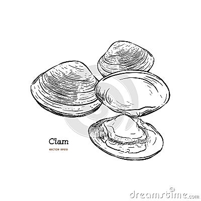 Clams, mussels, seafood, sketch style vector Vector Illustration