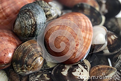 Clams vongole veraci Stock Photo