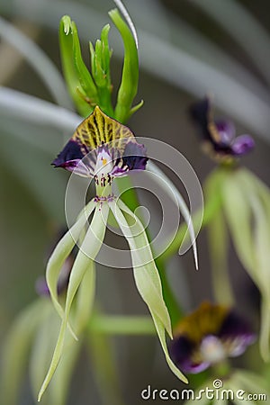 Clamshell orchid Prosthechea cochleata extraordinary flower with clam-shaped dark-purple lips Stock Photo