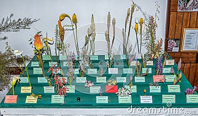 Wild flower show inside historic first Dutch Reformed Church, Clanwilliam Editorial Stock Photo