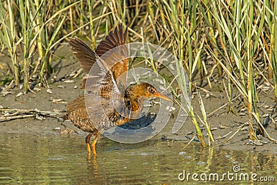 Clapper Rail Stock Photo