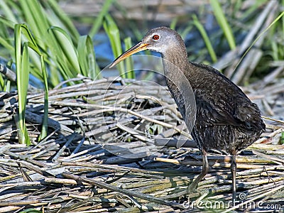 Clapper Rail Stock Photo