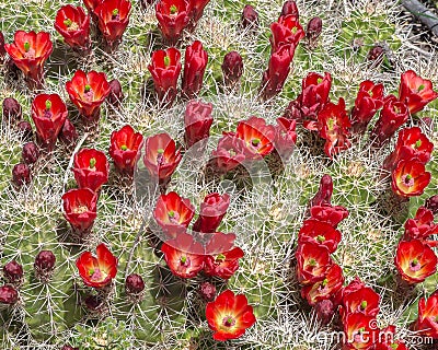 Claret Cup on the West Rim Trail, Dead Horse State Park, UT Stock Photo