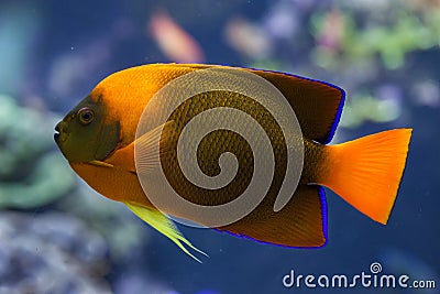 Clarion angelfish Holacanthus clarionensis. Stock Photo