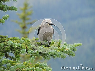 A Clark`s nutcracker Nucifraga columbiana, sometimes referred to as Clark`s crow or woodpecker crow, a passerine bird Stock Photo