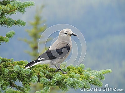 A Clark`s nutcracker Nucifraga columbiana, sometimes referred to as Clark`s crow or woodpecker crow, a passerine bird Stock Photo