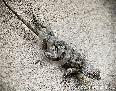 A Clark`s Spiny Lizard on a Wall, Sceloporus clarkii Stock Photo