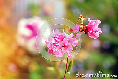 The clarkia flower blooms in home garden. Pink clarkia close-up under sunlight, blurred background. Stock Photo
