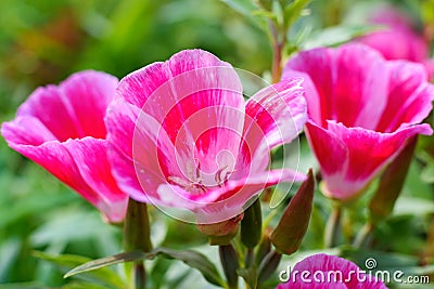 Clarkia flower. Pink Godetia flower Stock Photo
