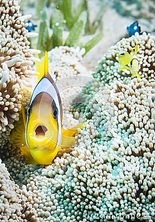 Clarks anemone fish with sea anemone Stock Photo