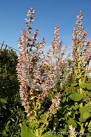 Clary sage Stock Photo