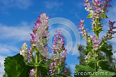 Clary sage plant in garden Stock Photo