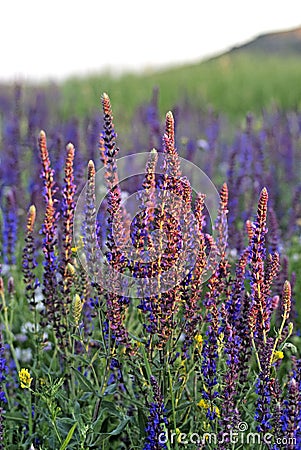 Clary Sage (Salvia sclarea) Stock Photo